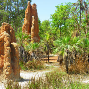 Termite mounds on the 2 Day Kakadu & Litchfield Tour