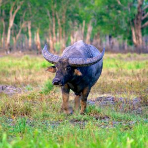 Yellow Water Cruise Kakadu National Park Tours