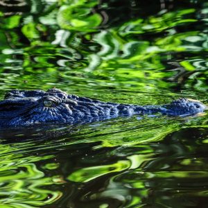 Kakadu Top End Family Adventure