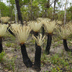 Cycas armstrongii (Darwin Cycad), a species endemic to the NT.