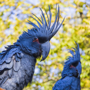 Black Cockatoo's in Kakadu National Park