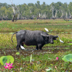 water buffalo (Bubalus bubalis) Yellow Water Billabong Kakadu Australia